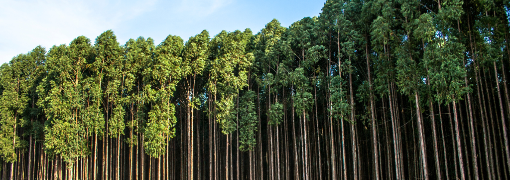 Embrapa Inova: Testes com Clones de Eucalipto Buscam Maior Sustentabilidade na Silvicultura