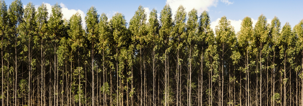 Avanços Sustentáveis: Monitoramento Inteligente Impulsiona Produção de Eucalipto no Espírito Santo