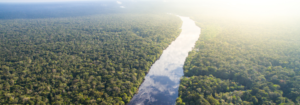Inovador: startup brasileira focada no meio ambiente apresentou sua visão de restauração florestal