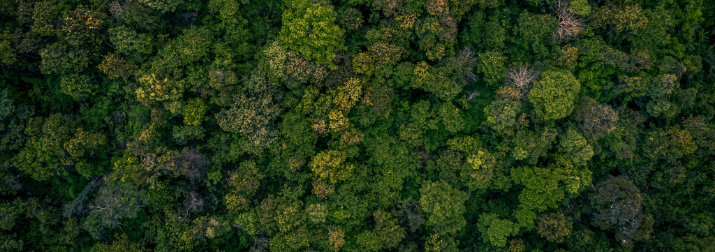 Investimento em Florestas: BTG Pactual Plantará 20 Mil Hectares em Mato Grosso do Sul para Obter Créditos de Carbono