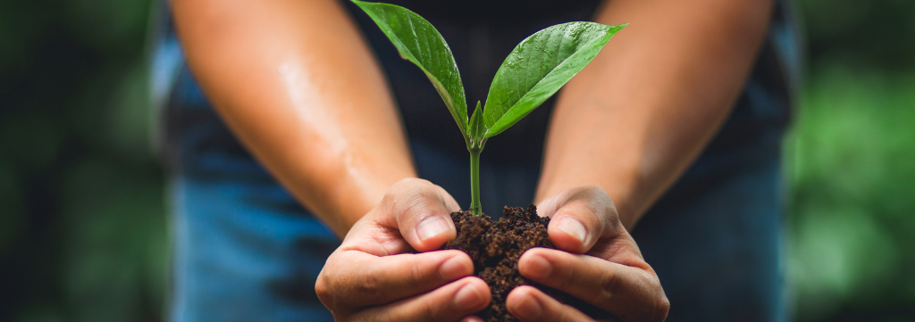 Nova Técnica Acelera Crescimento de Árvores Amazônicas para Restauração Florestal