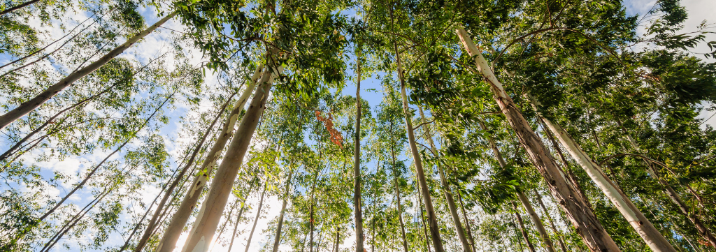 O Impacto Econômico e Ambiental das Florestas Plantadas no Paraná