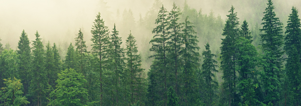 Desbravando o Universo Encantador do Pinus: Uma Madeira de Crescimento Veloz que Conquistou Múltiplas Aplicações