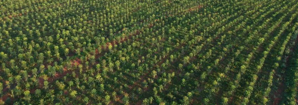 Investimento Sustentável: Mogno Africano Promete Lucro Expressivo em Plantio de 6 Hectares