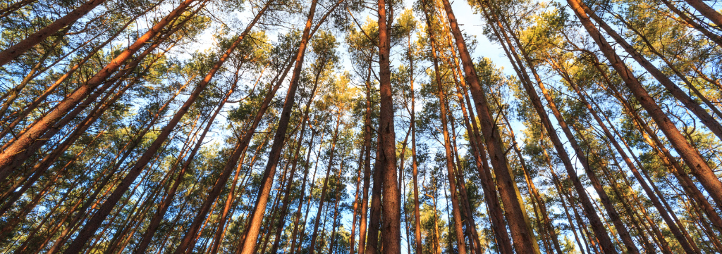 Inovações no Controle Florestal: Novo Protocolo do DOF Apresentado pelo Idaf
