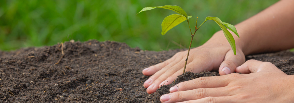Minas Gerais Emerge como Epicentro Nacional das Florestas Plantadas